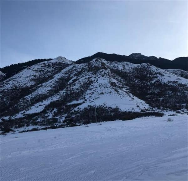 新疆雪豹夜闯滑雪场