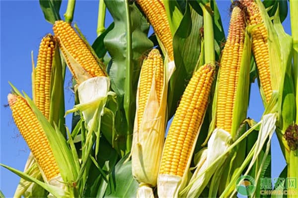河北多户农民玉米产量减半