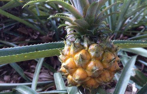 菠萝的功效与作用 菠萝的食用禁忌
